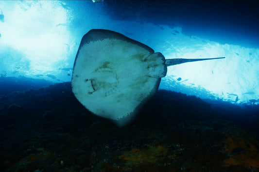 Stingrays of Tutukaka | Studio Journal