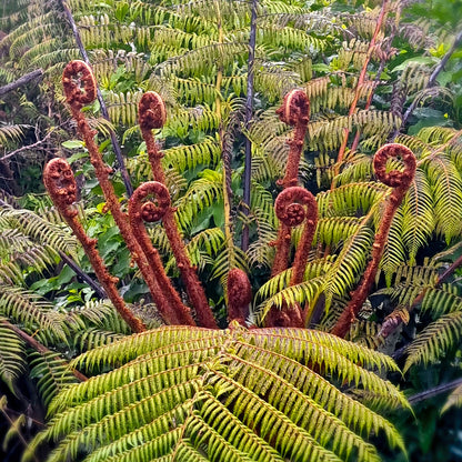 Unfurl- Koru Fern Necklace
